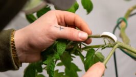 Maîtriser les techniques de formation des plantes : comment former les plantes