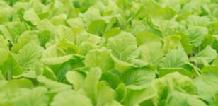 Ce que les résultats des élections peuvent signifier pour le CEA